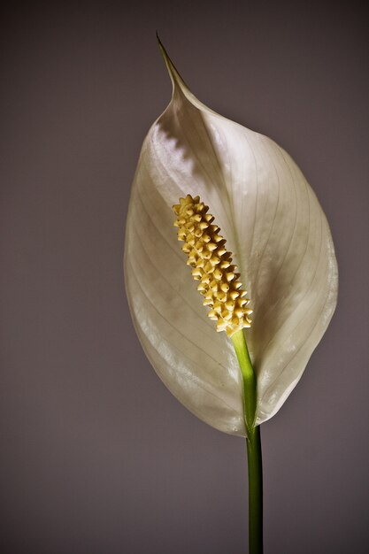 Closeup shot of a beautiful peace lily flower