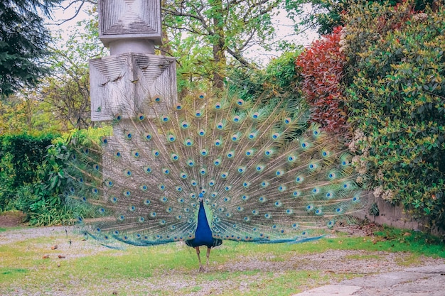 昼間の公園で美しい孔雀のクローズアップショット