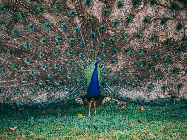 Closeup shot of a beautiful peacock in the park at daytime