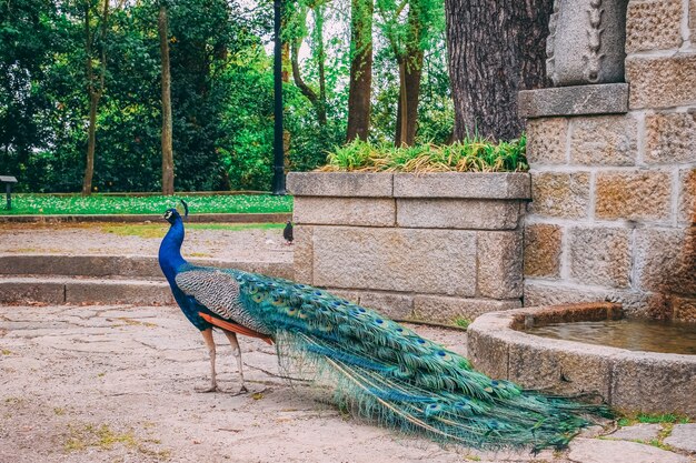 昼間の公園で美しい孔雀のクローズアップショット