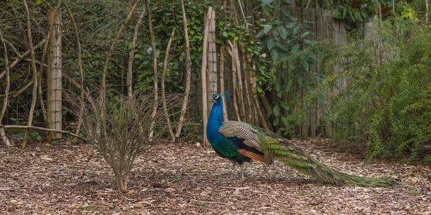 Closeup shot of a beautiful peacock in a zoo