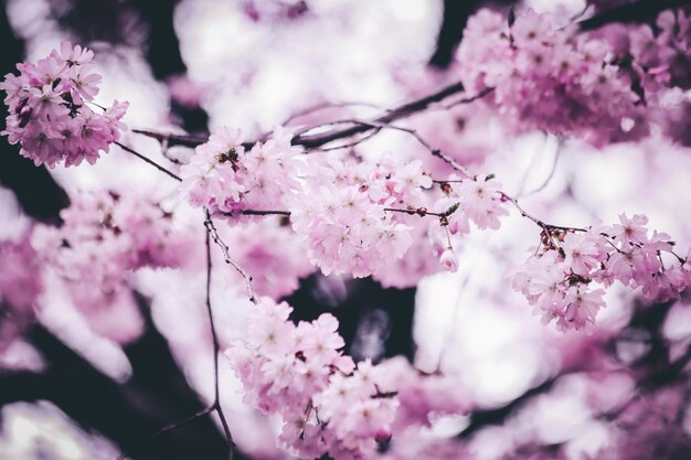 Closeup shot of beautiful pink cherry blossom flowers with a blurred background