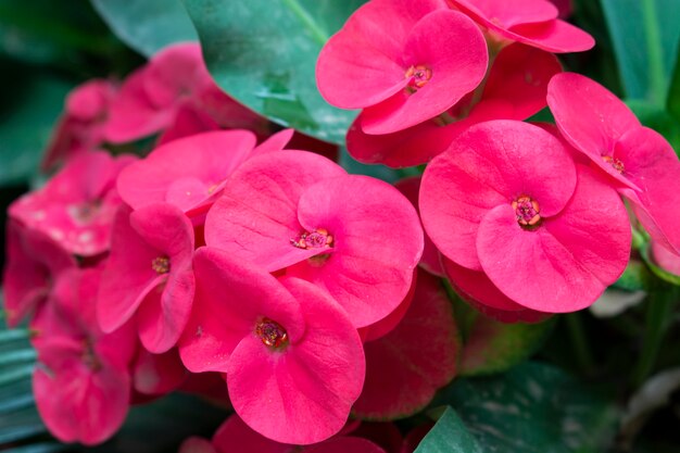 Closeup shot of beautiful pink crown of thorns flowers