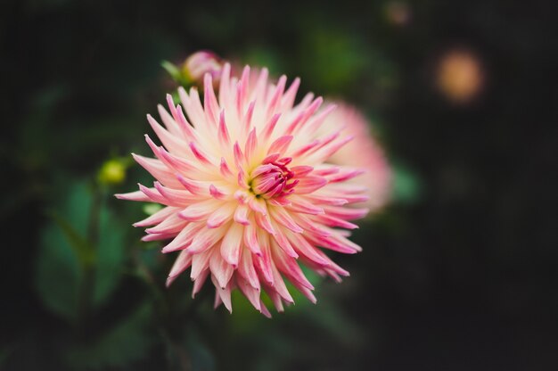 Closeup shot of a beautiful pink Dahlia Flower