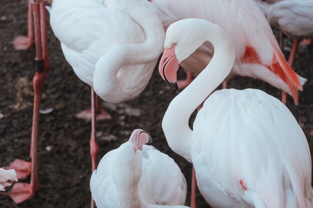 Closeup shot of beautiful pink flamingos