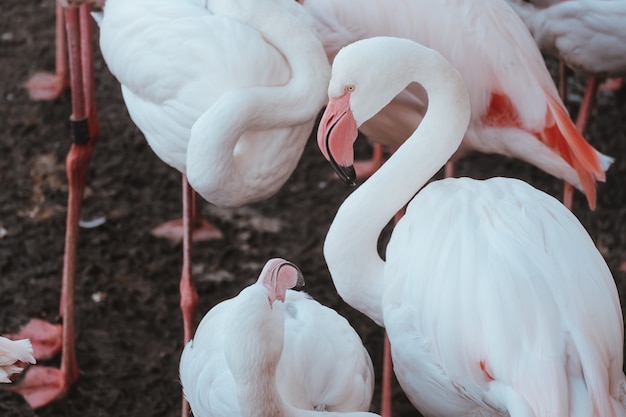 Closeup shot of beautiful pink flamingos