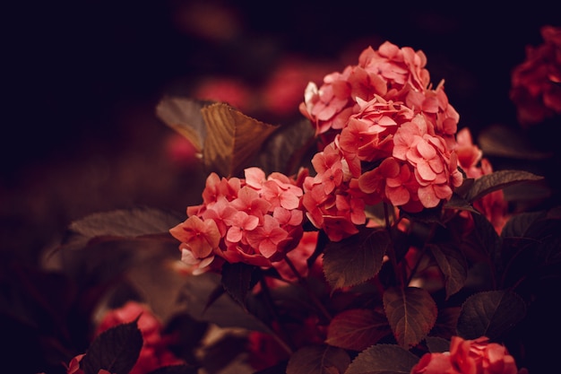 Closeup shot of the beautiful pink flowers in the garden in a vintage style