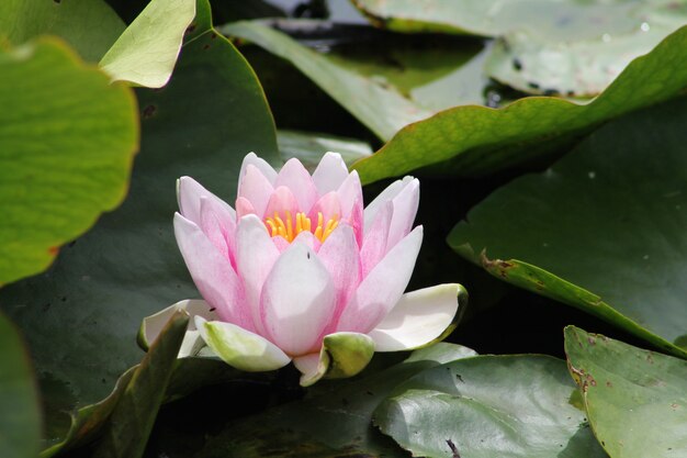 池で育つ美しいピンクの蓮の花のクローズアップショット
