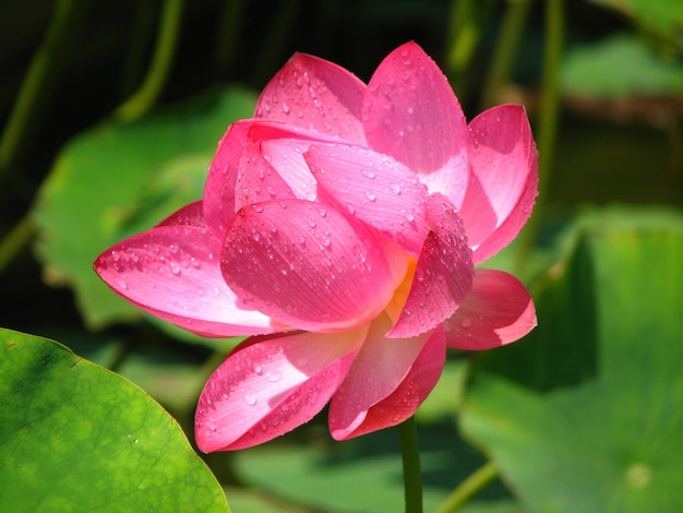 Closeup shot of beautiful pink lotus flowers in a pond in a peaceful countryside