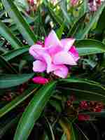 Free photo closeup shot of beautiful pink oleander flowers in a garden