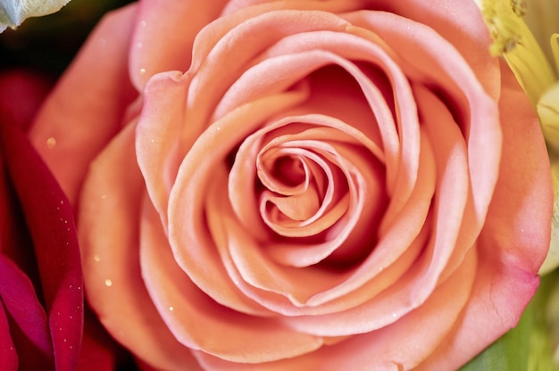 Closeup shot of beautiful pink rose on blurred background