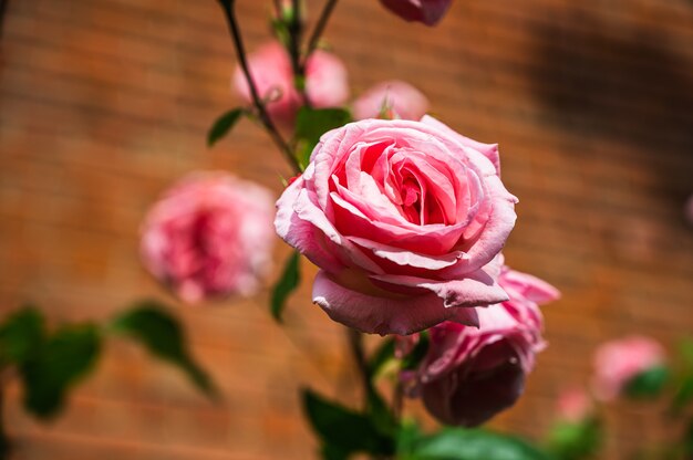 Closeup shot of beautiful pink rose flower blooming in a garden on a blurred background