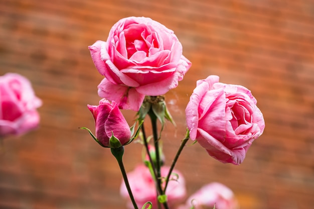 정원에서 피는 아름다운 분홍색 장미 꽃의 근접 촬영 샷