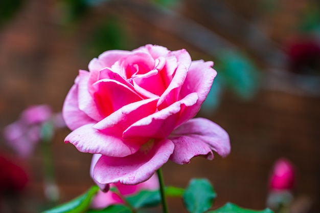 Closeup shot of beautiful pink rose flower blooming in a garden