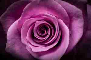 Free photo closeup shot of a beautiful pink rose head