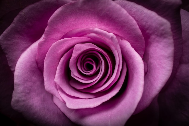Closeup shot of a beautiful pink rose head