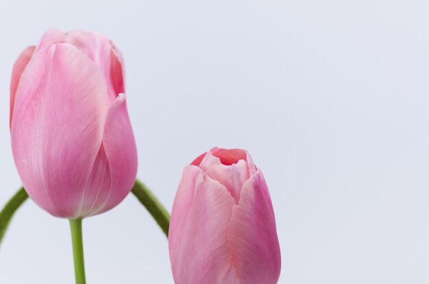 Closeup shot of beautiful pink tulips on white background