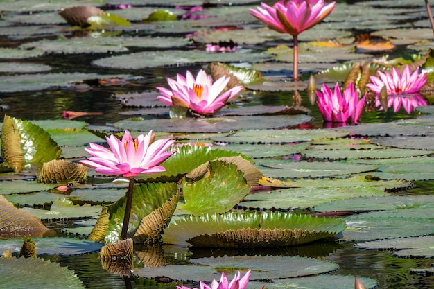 Closeup shot of beautiful pink water lilies growing in the swamp