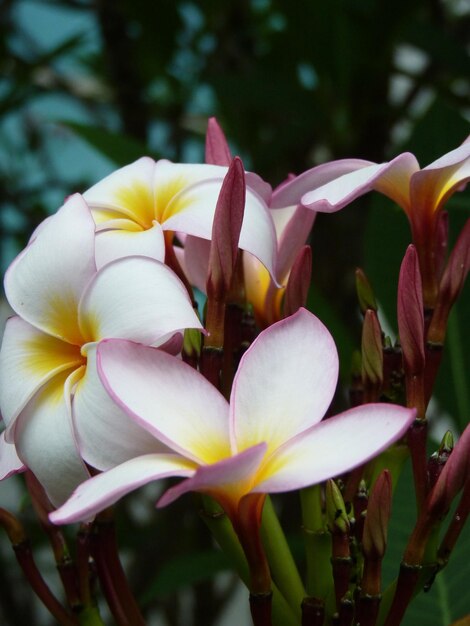 Closeup shot of beautiful Plumeria flowers