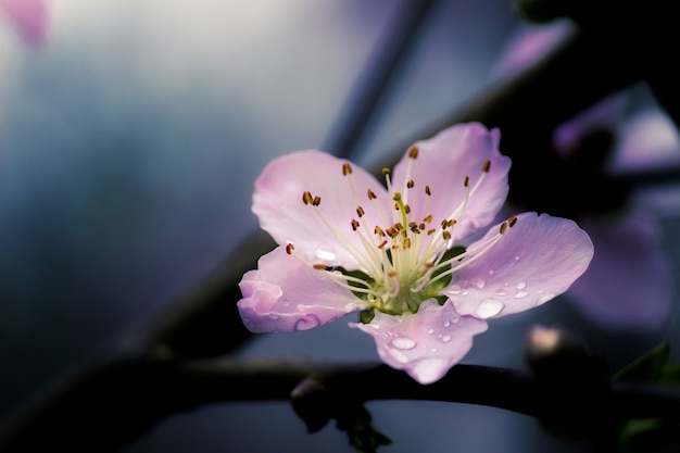 Closeup shot of a beautiful purple Chinese cherry blossom