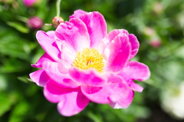 Closeup shot of beautiful purple common peony flowers in a garden