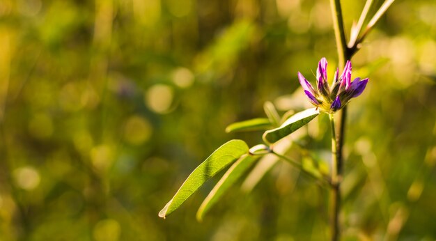 庭の美しい紫色の犬歯紫の花のクローズアップショット