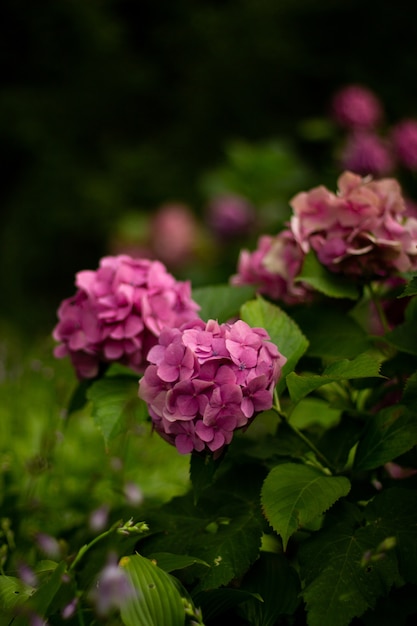 정원에서 아름다운 보라색 꽃의 근접 촬영 샷