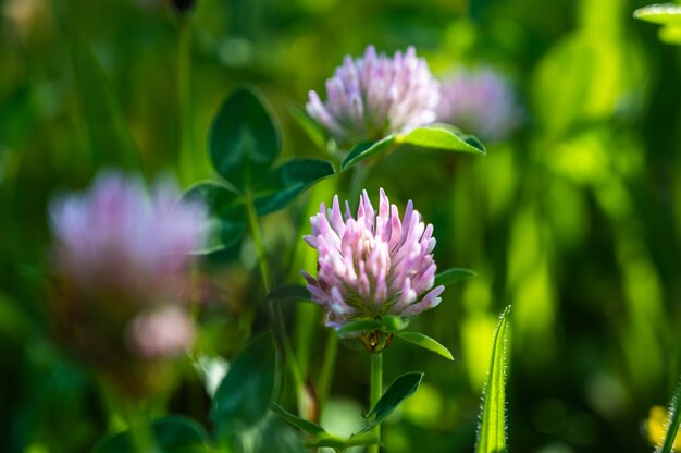 필드에서 아름 다운 보라색 핀쿠션 꽃의 근접 촬영 샷