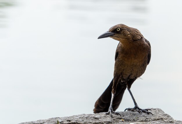 岩の上に座っている鋭いくちばしを持つ美しいカラスのクローズアップショット