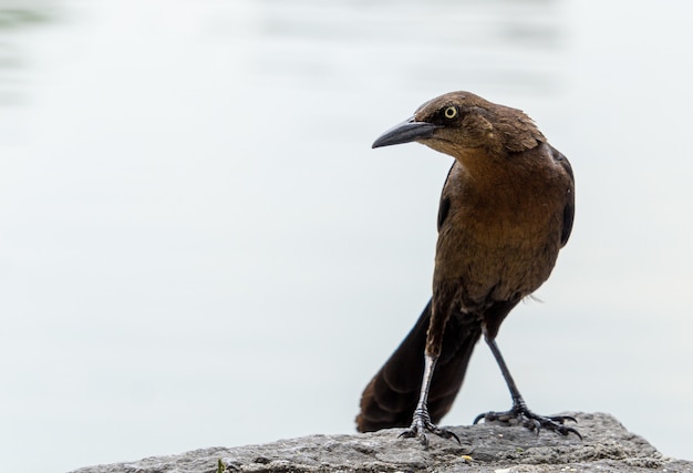 Closeup shot of a beautiful raven with a sharp beak sitting on a rock