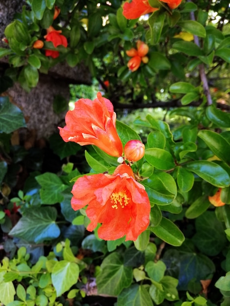 Closeup shot of beautiful red caesalpinia flowers in a garden