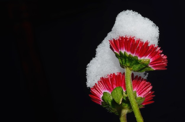 Closeup shot of beautiful red flowers covered in snow on black