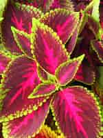 Foto gratuita colpo del primo piano di belle foglie rosse e verdi della pianta del coleus