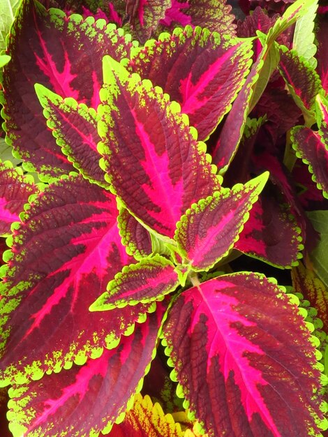 콜레우스 식물의 아름다운 빨강 및 녹색 잎의 근접 촬영