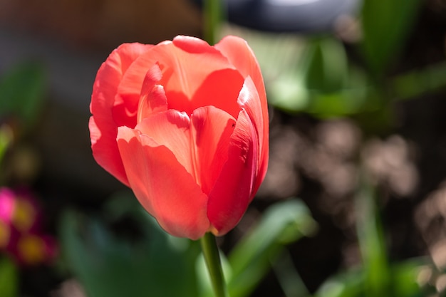 Снимок крупным планом красивый красный тюльпан, растущий в саду