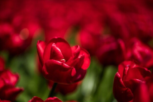 Снимок крупным планом красивых красных тюльпанов, растущих в поле