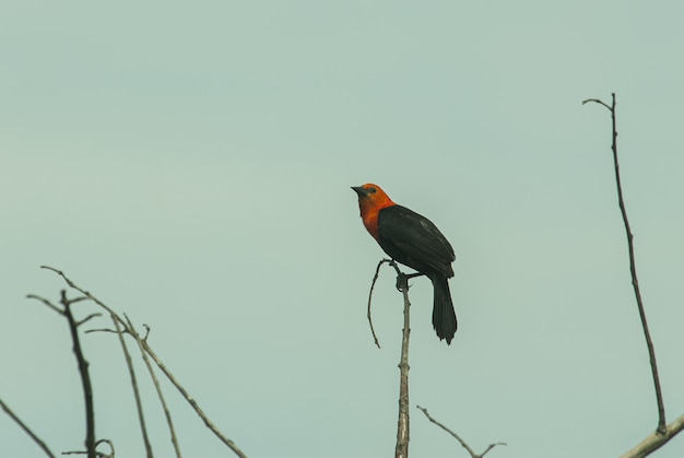 木の棒の上に座って美しい赤い翼クロウタドリのクローズアップショット