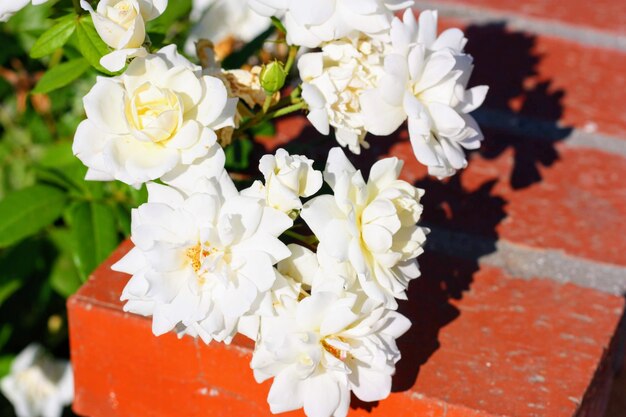 Closeup shot of beautiful roses under the sunlight