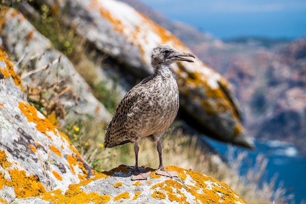 Closeup shot of a beautiful seabird standing on rocks