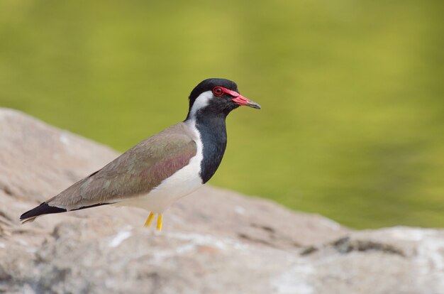 ぼやけた緑の石の上の美しい海鳥のクローズアップショット