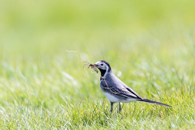 Closeup shot of a beautiful small bird standing on the green grass with a branch in the beak