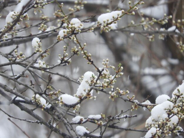 小さな葉と花と木の美しい雪に覆われた枝のクローズアップショット