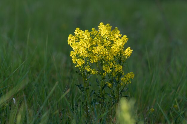 Closeup shot of a beautiful Solidago flower surrounded by grass