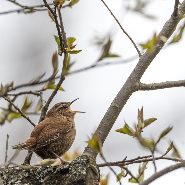 Closeup shot of a beautiful sparrow sitting on a tree branch