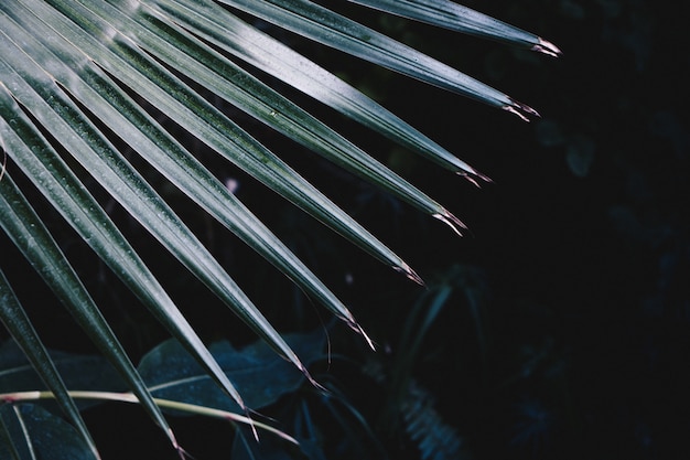 Closeup shot of beautiful spiky leaves of an exotic tropical plant
