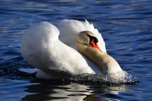 Closeup shot of a beautiful swan in the blue water