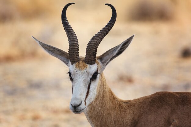 Closeup shot of a beautiful Thompson's gazelle