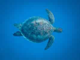 Free photo closeup shot of a beautiful turtle swimming under the sea