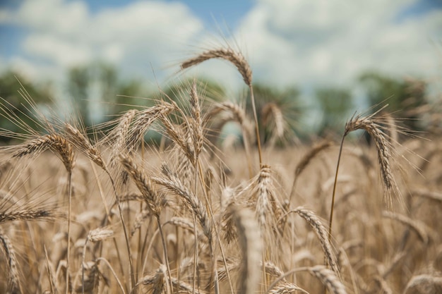Снимок крупным планом красивого пшеничного поля