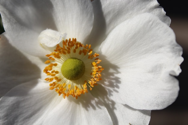 Closeup shot of a beautiful white anemone flower in a garden